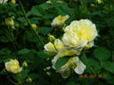The Pilgrim ® rose photo