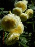 The Pilgrim ® rose photo