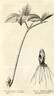 Pivoine en arbre peony photo