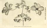 <i>C. viticella venosa</i> clematis photo