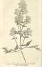 C. erecta flore pleno clematis photo