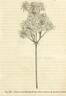 C. erecta flore pleno clematis photo