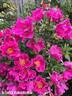 Playgirl ™ rose photo