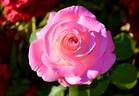 Louise Estes rose photo