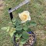 Ivory Fashion rose photo