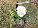 Ivory Fashion rose photo