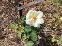 Ivory Fashion rose photo