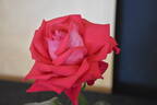 Red Devil rose photo