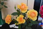 Golden Beauty rose photo