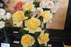Winter Sun rose photo