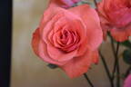 Tony Jacklin rose photo