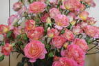 Annie's Song rose photo
