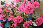 Brundrett Centenary rose photo
