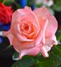 Melbourne Town rose photo