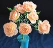 Apricot Clementine ® rose photo