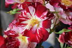 Fourth of July rose photo