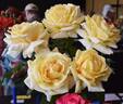 Winter Sun rose photo