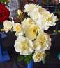 Leverkusen rose photo
