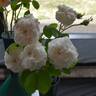 Madame Hardy rose photo