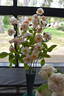Trier rose photo