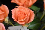 Warm Wishes rose photo