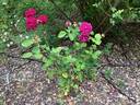 Prospero ® rose photo