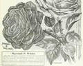 Marshall P. Wilder rose photo