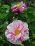 R. gallica versicolor rose photo