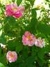 R. gallica versicolor rose photo