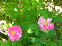 R. gallica versicolor rose photo