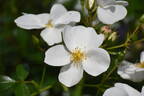 Silver Ghost rose photo