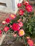 Dancing Flame ™ rose photo