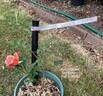 Apricot Queen rose photo
