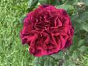 Black Caviar rose photo