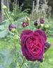 Black Caviar rose photo
