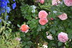 Chippendale ® rose photo