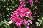 Playgirl ™ rose photo