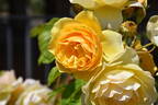 Graham Thomas rose photo