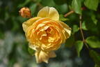 Graham Thomas rose photo