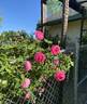 Madame Louise Odier rose photo