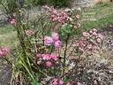 Dick Koster rose photo