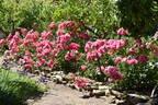 Simply Magic rose photo
