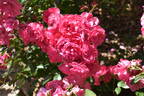 Simply Magic rose photo