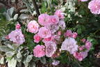 Bonica ® rose photo