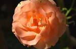 Bengali rose photo