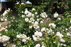 Lions-Rose ® rose photo