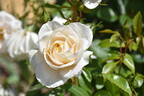 Lions-Rose ® rose photo