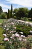 Souvenir de Louis Amade ® rose photo