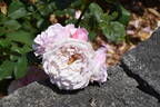Souvenir de Louis Amade ® rose photo
