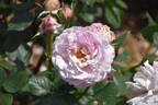 Souvenir de Louis Amade ® rose photo